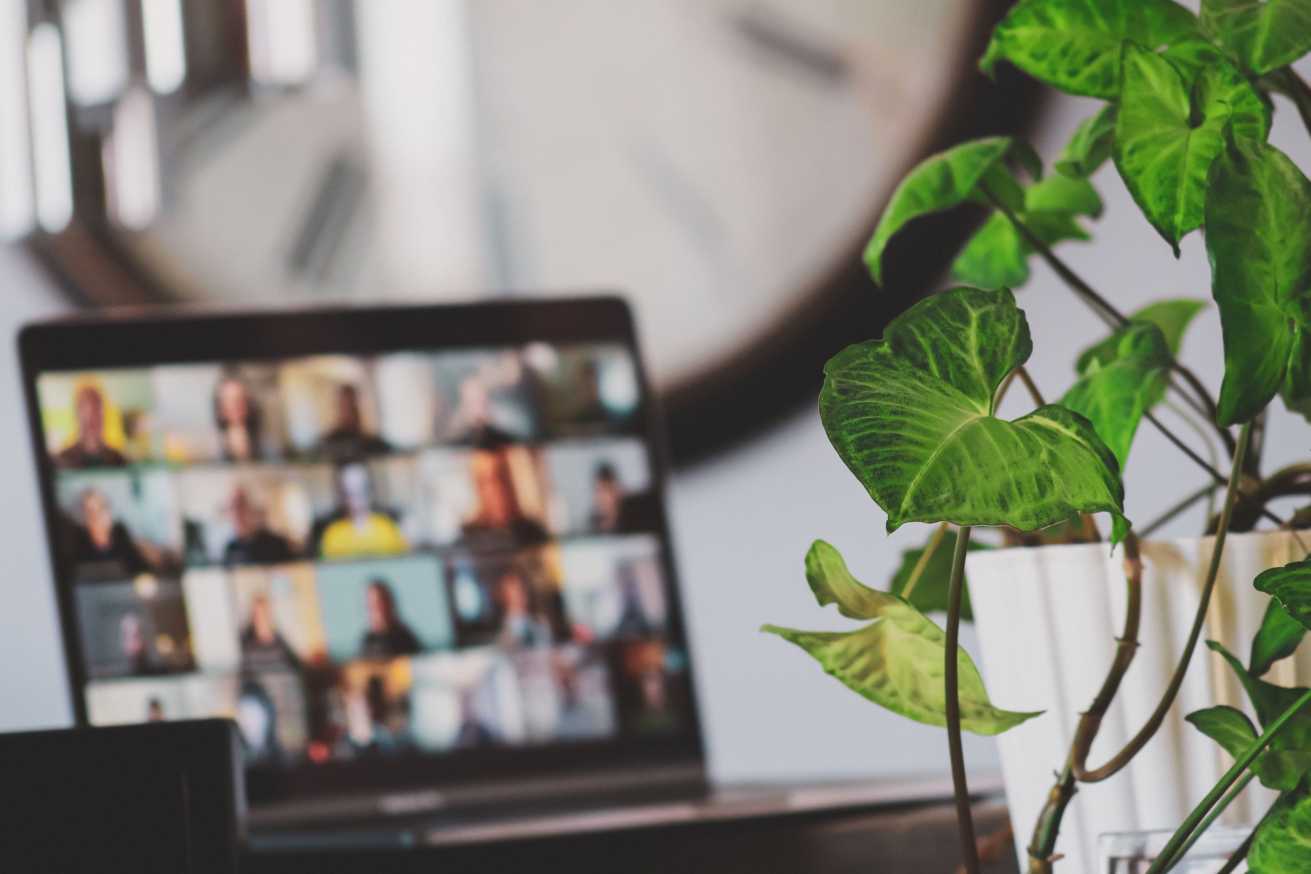 picture of a zoom call and plant